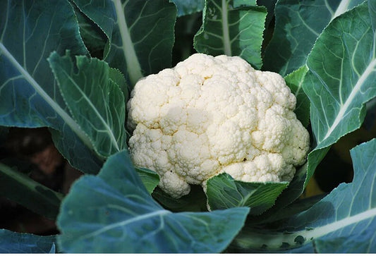 Cauliflower