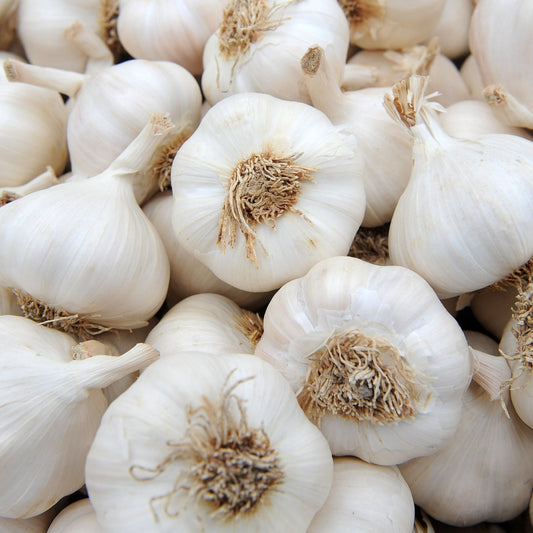 Garlic(Lahsun)