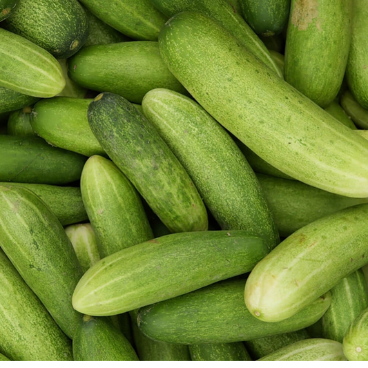 Cucumber(Shosha)